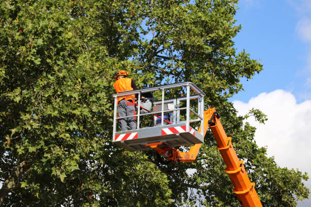 Best Emergency Tree Removal  in Valatie, NY